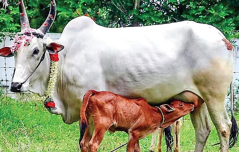 நாட்டு மாடுகளே நல்லவை