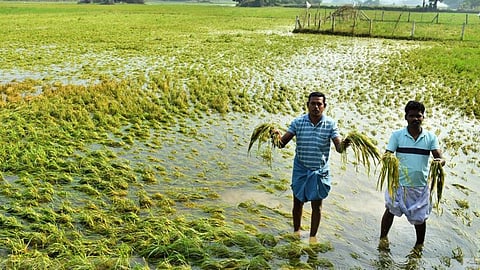 சிவகளை அருகே உள்ள சிவராம மங்களம், ஹஸ்பம் , அப்பன் கோவில் உள்ளிட்ட சுற்றுவட்டார பகுதிகளில் அறுவடைக்கு தயாராக இருந்த சுமார் 700 ஏக்கர் நெற்பயிர்கள் வெள்ள நீரில் மூழ்கி சேதமடைந்தன. இதனால், விவசாயிகள் மிகவும் பாதிப்படைந்துள்ளனர்.