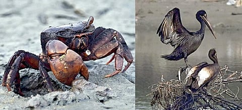 எண்ணூர் காட்டுக்குப்பம் அருகே பக்கிங்ஹாம் கால்வாயில் எண்ணெய் கழிவுகள் முழுவதுமாக அகற்றப்படாமல் உள்ளது. இதனால் மக்கள் மட்டுமின்றி பறவைகளும் பாதிக்கப்பட்டுள்ளன. இப்பகுதியில் காணப்படும் நண்டு மற்றும் பறவைகள் தங்களின் இயற்கையான நிறத்தை இழந்து பரிதாபமாகக் காட்சி அளிக்கின்றன. | படங்கள்: எஸ்.சத்தியசீலன்