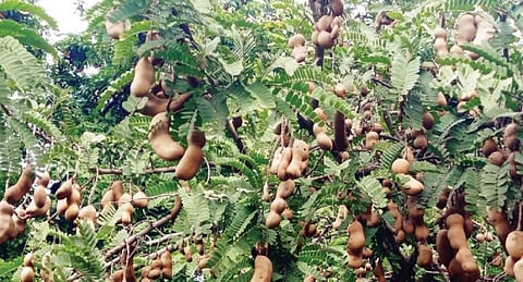 அஞ்செட்டி அடுத்த உரிகம் பகுதியில் புளியமரங்களில் நன்கு காய்த்து கொத்து கொத்தாக தொங்கும் புளி.