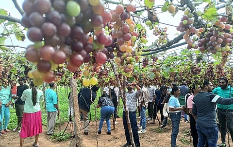 ஆங்கிலப் புத்தாண்டு விடுமுறையை முன்னிட்டு கூடலூர் திராட்சை தோட்ட மையத்துக்கு வந்திருந்த சுற்றுலாப் பயணிகள். | படங்கள்: என்.கணேஷ்ராஜ்