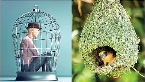 கூண்டு, கூடு