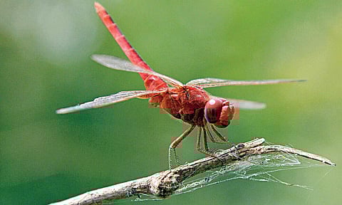 உயிருள்ள ஹெலிகாப்டர்