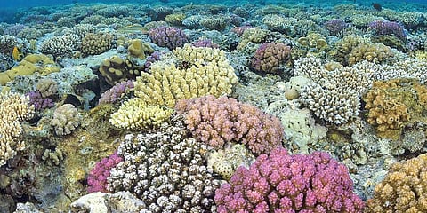 பவளப்பாறை