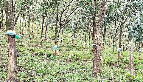 கன்னியாகுமரி மாவட்டம் குலசேகரத்தில் உள்ள ரப்பர் தோட்டம்.