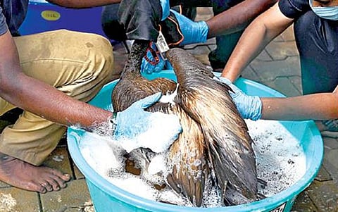 கிண்டி சிறுவர் பூங்காவில் கூழைக்கடா நாரை பறவைகளை சுத்தம் செய்யும் வனத்துறையினர். படங்கள்: எஸ்.சத்தியசீலன்