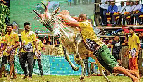 இலங்கையில் உள்ள சம்பூரில் நடைபெற்ற ஜல்லிக்கட்டு.