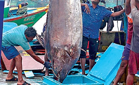 சென்னை காசிமேடு மீனவர் வலையில் சிக்கிய ஏமன் கோலா என்ற 300 கிலோ எடை கொண்ட ராட்சத மீன். கிரேன் மூலம் கரைக்கு கொண்டு வரப்பட்டது.