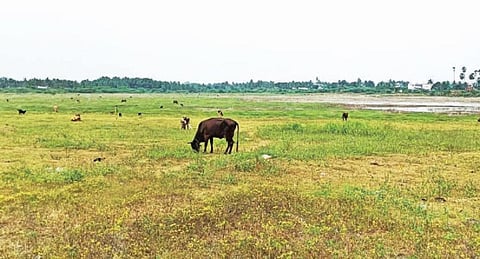 கடந்தாண்டு நிரம்பி காணப்பட்ட அரூர் பெரிய ஏரி தற்போது நீர் மட்டம் வேகமாக குறைந்து கால்நடைகளின் மேய்ச்சல் நிலமாக மாறிவருகிறது.