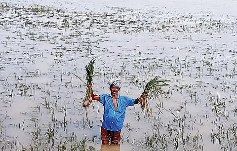 திருவள்ளூர் மாவட்ட ம் மீஞ்சூர் அருகே தத்தைமஞ்சி பகுதியில், மழை மற்றும் மிக் ஜாம் புயல் காரணமாக நீரில் மூழ்கி சேதமடைந்த நெற்பயிர்கள். (கோப்பு படம்)