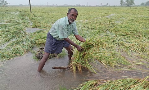 புதுச்சேரியில் கனமழை - அறுவடைக்குத் தயாரான நெற்பயிர்கள் மழைநீரில் மூழ்கி சேதம்