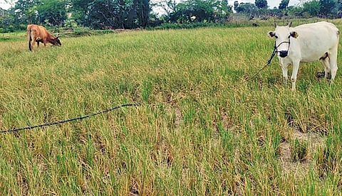 ஆவுடையார்கோவில் அருகே துரையரசபுரத்தில் காய்ந்த
நெற்பயிர்களை மேயும் மாடுகள்.
படம்: கே.சுரேஷ்.