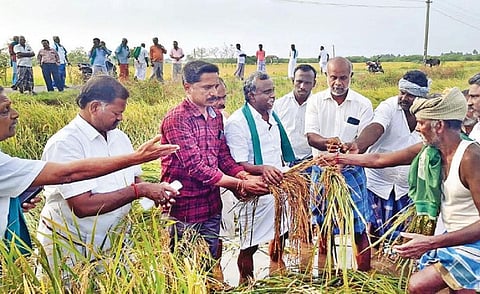 மழையால் பாதிக்கப்பட்ட நெற்பயிர்களுக்கு ஏக்கருக்கு ரூ.25,000 இழப்பீடு: பி.ஆர்.பாண்டியன் வலியுறுத்தல்