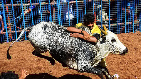 பொங்கல் பண்டிகையை முன்னிட்டு நடைபெறும் ஜல்லிக்கட்டால் விழாக்கோலம் பூண்ட மதுரை: அவனியாபுரத்தில் களம்காணும் 1,000 காளைகள்