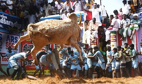 அலங்காநல்லூரில் நடைபெற்ற ஜல்லிக்கட்டுப் போட்டி.