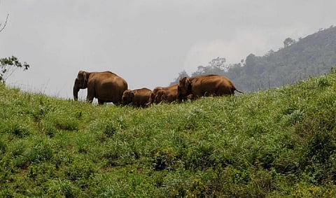 பிரதிநிதித்துவப் படம்