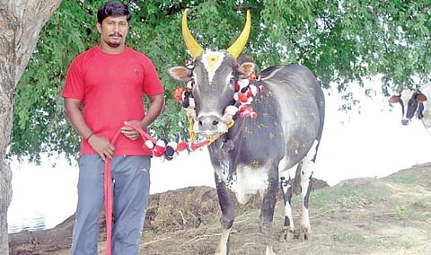 ரூ.40,000 முதல் ரூ.13 லட்சம் வரை - நட்சத்திர அந்தஸ்து பெற்ற ஜல்லிக்கட்டு காளைகள் விலை மதிப்பு உயர்வு