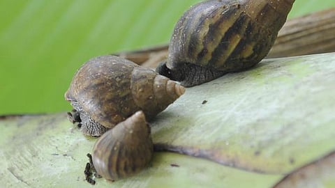 செங்கையில் பயிர்களை சேதப்படுத்தும் ஆப்பிரிக்க நத்தைகள்: அதிகாரிகள் நடவடிக்கை எடுக்க விவசாயிகள் கோரிக்கை