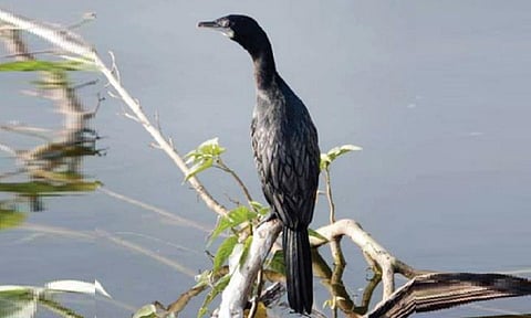 ஈரநில பறவைகள் கணக்கெடுப்பில் அரிய சாம்பல் நிற காட்டுக்கோழி உட்பட 109 இனங்கள் கண்டுபிடிப்பு @ தருமபுரி