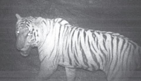 50 ஆண்டுகளுக்கு பின்னர் ஜவளகிரி வனப்பகுதியில் இரு புலிகள் நடமாட்டம்