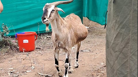 சாமுண்டா கிடா