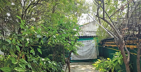 வீட்டின் உட்பகுதியில் காலியிடத்தை நிரப்பியுள்ள மரங்கள்.