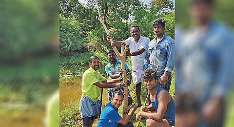 சொருக்குடி கண்மாய் கரையில் போத்து முறையில் பதியமிடப்பட்ட அரச மரக் கிளையை நடவு செய்த இயற்கை ஆர்வலர் குழு.