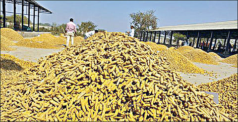 ஈரோடு மஞ்சள் சந்தையில் புது மஞ்சள் வரத்தால் ஏறுமுகத்தில் மஞ்சள் விலை: நல்ல விலை கிடைப்பதால் விவசாயிகள் மகிழ்ச்சி