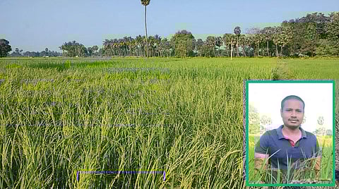 மதுரை அருகே பொதும்பு கிராமத்தில் பொறியாளர் அமைத்துள்ள பாரம்பரிய நெல் ரகங்களின் செயல்விளக்கத் திடல். (உள்படம்) சூரியமூர்த்தி.