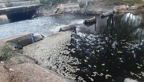 திருமூர்த்தி அணையில் தண்ணீர் மாசு - நடவடிக்கை எடுக்க மக்கள் கோரிக்கை