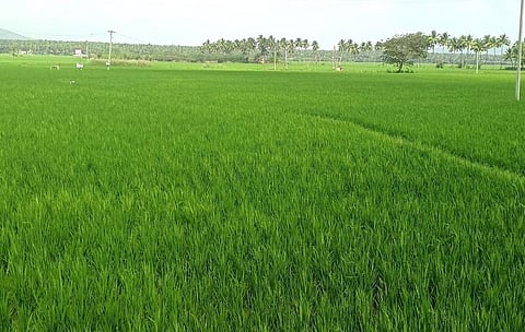 உத்தமபாளையம் அருகே பச்சைபசேலென பரந்து விரிந்து கிடக்கும் நெல்வயல்கள். | படம்:என்.கணேஷ்ராஜ்.