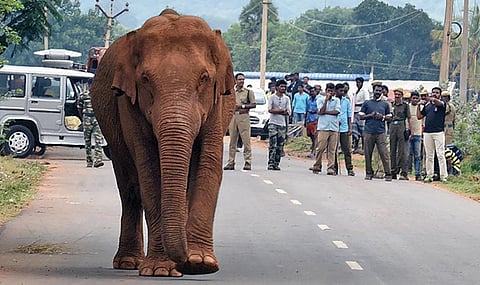 கோவை வனப்பகுதியில் இருந்து வெளியேறி தடாகம் பகுதியில் சுற்றித் திரிந்த யானை.
(கோப் பு படம்)