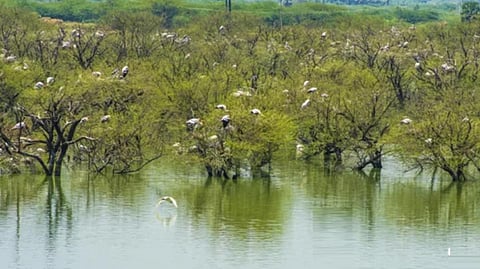 தேர்த்தங்கல் பறவைகள் சரணாலயத்தில் கூட்டம் கூட்டமாக வலசை வந்துள்ள பறவைகள்.