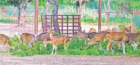 திருவெறும்பூர் பெல் குடியிருப்பு பகுதியான கைலாசபுரம் ஊரகத்தில் உள்ள புத்தாயிரம் பூங்காவில் உள்ள புள்ளி மான்கள். படம் : ர.செல்வமுத்துகுமார்