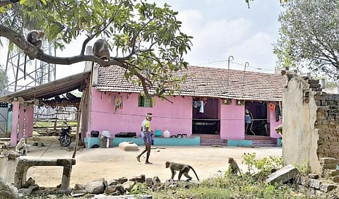 செம்படமுத்தூர் கிராமத்தில் குரங்குகளிடம் இருந்து தோட்ட பயிர்களை காக்க ‘போராடும்’ விவசாயிகள்