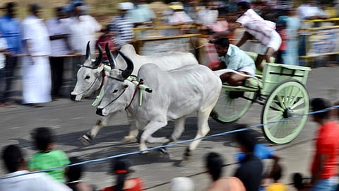 தமிழகத்தில் மாட்டு வண்டி பந்தயம் நடத்த புதிய விதிமுறைகள் என்னென்ன?