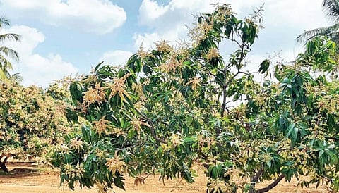 மா சிறப்பு திட்டத்துக்கு ரூ.27.48 கோடி: கிருஷ்ணகிரி விவசாயிகள் வரவேற்பு