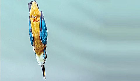 புதுமை புகுத்து - 17: மீன்கொத்தி பறவைக்குத் தலைக்கவசம் எங்கே?