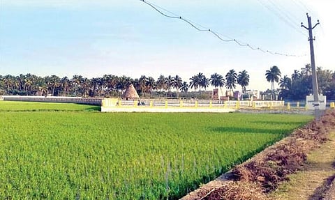 நாகர்கோவில் அருகே வீட்டு மனைகளாக மாற்றப்பட்டு வரும் வயல்வெளிகள்.