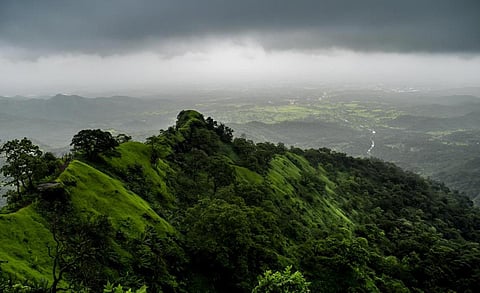 நிகர்நிலைக் காடுகள் என்ன ஆகின?