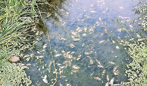 ஆம்பூர் அடுத்த மாராப்பட்டு பகுதியில் உள்ள பாலாற்றில் மர்மமான முறையில் உயிரிழந்த மீன்கள்.