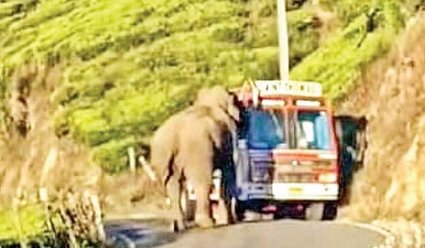 மூணாறில் லாரியை மறித்து காரை சேதப்படுத்திய யானை