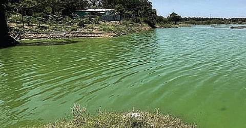 பழநி அருகே நெய்க்காரப்பட்டியில் பச்சை நிறமாக மாறியுள்ள சர்க்கரைகவுண்டன் குளம். படம்: ஆ.நல்லசிவன்