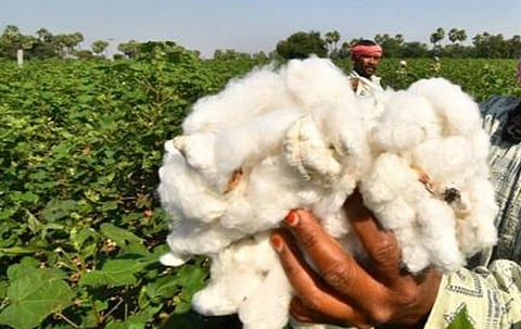 பருத்தி ஒரு கேண்டி ரூ.62,000 ஆக உயர்வு: அவசரப்பட்டு வாங்க வேண்டாம் என்கிறது ‘சைமா’