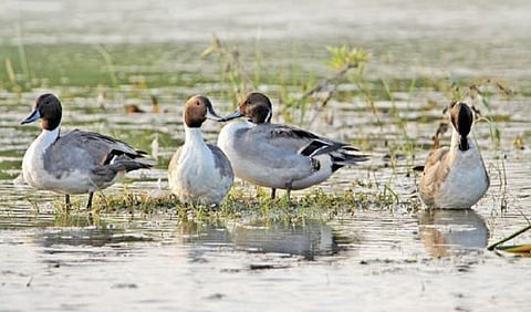 நெல்லை, தென்காசி, தூத்துக்குடியில் 57 குளங்களில் 24,207 பறவைகள் - கணக்கெடுப்பில் பதிவு