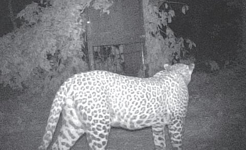 தேன்கனிக்கோட்டை அருகே சனத்குமார் நதிக் கரையோரம் சிறுத்தை நடமாட்டம்