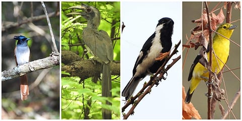 அரசலால் ஈபிடிப்பான், சாம்பல் இருவாச்சி, வெண்பிடரி பட்டாணி குருவி, மாம்பழ சிட்டு