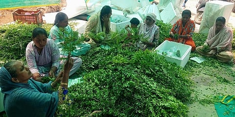 ஓசூர் அடுத்த பேளகொண்டப்பள்ளியில் பெண் தொழிலாளர்கள் கருவேப்பிலையை துபாய்க்கு அனுப்புவதற்புவதற்காக பேக் செய்யும் பணியில் ஈடுப்பட்டுள்ளனர்.