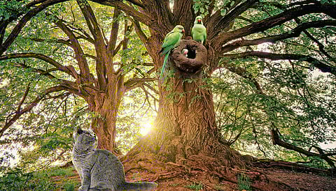 குஞ்சுக் கிளியைக் காப்பாற்றியது யார்?