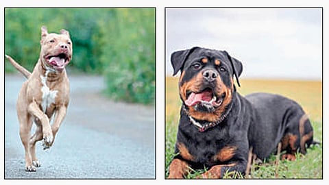 வெளிநாடுகளிலிருந்து இறக்குமதி செய்து புல்டாக், பிட்புல் டெரியர் இன வேட்டை நாய்களை வளர்க்க தடை